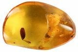 Two Detailed Fossil Plant Leaves (Gymnosperm) In Baltic Amber #102754-1